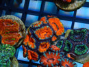 Monsoon Aquatics Acan Frag