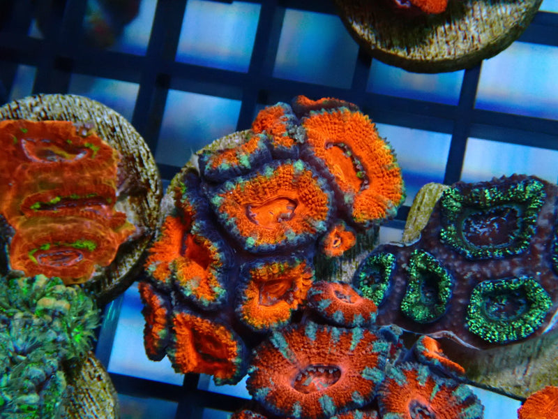 Monsoon Aquatics Acan Frag