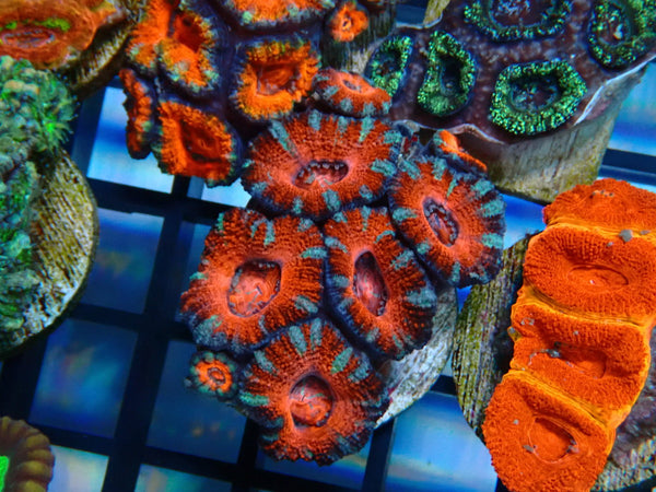 Monsoon Aquatics Acan Frag