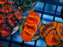 Monsoon Aquatics Acan Frag