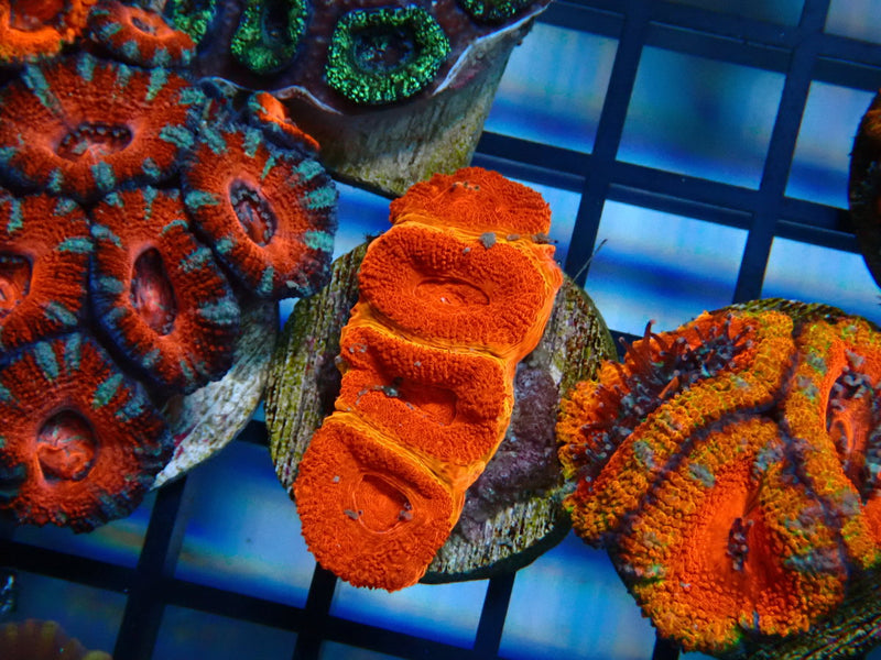 Monsoon Aquatics Acan Frag