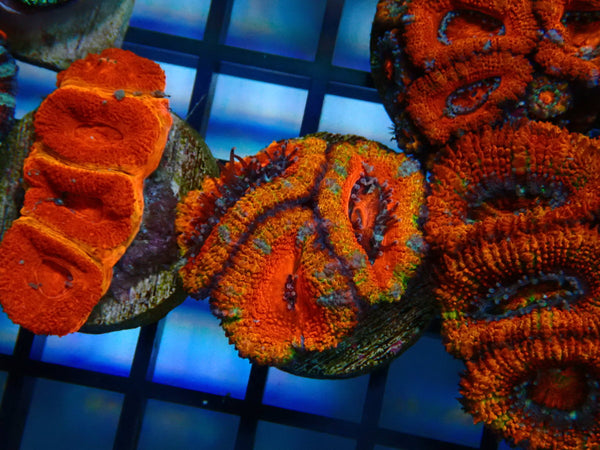 Monsoon Aquatics Acan Frag