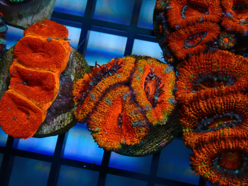 Monsoon Aquatics Acan Frag