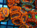 Monsoon Aquatics Acan Frag