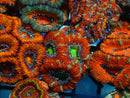 Monsoon Aquatics Acan Frag