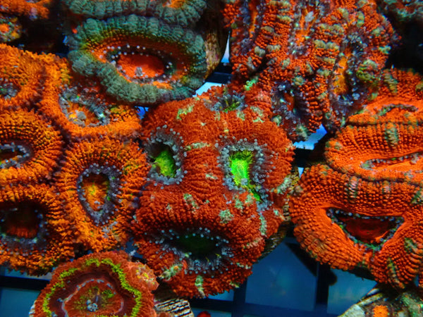 Monsoon Aquatics Acan Frag