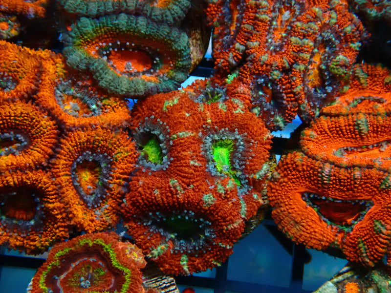 Monsoon Aquatics Acan Frag