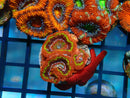 Monsoon Aquatics Acan Frag
