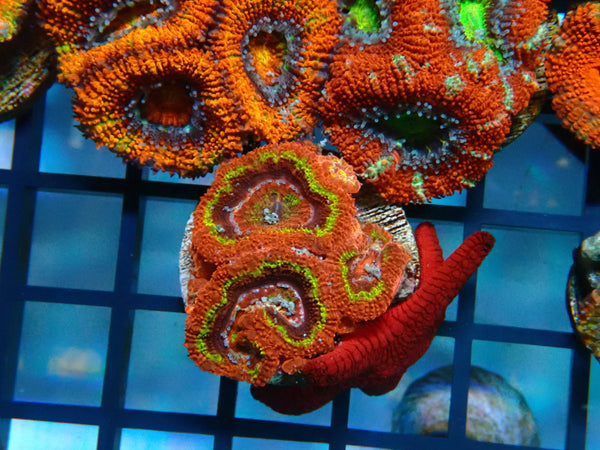 Monsoon Aquatics Acan Frag