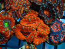 Monsoon Aquatics Acan Frag