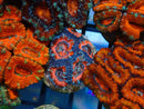 Monsoon Aquatics Acan Frag