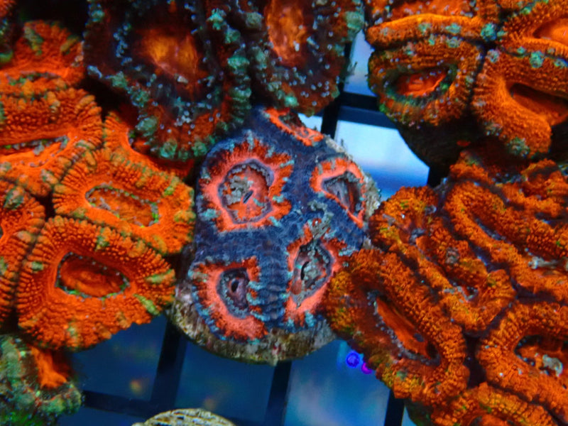 Monsoon Aquatics Acan Frag