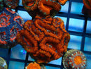 Monsoon Aquatics Acan Frag