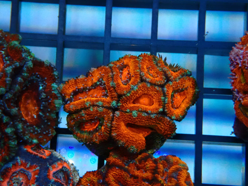 Monsoon Aquatics Acan Frag