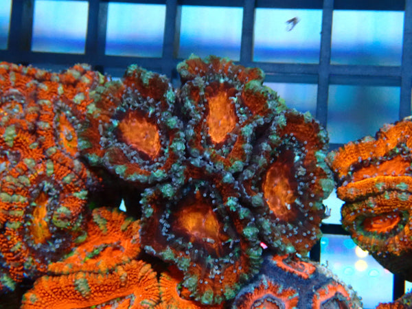 Monsoon Aquatics Acan Frag