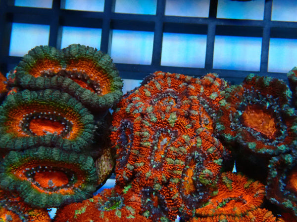 Monsoon Aquatics Acan Frag