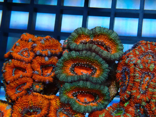 Monsoon Aquatics Acan Frag