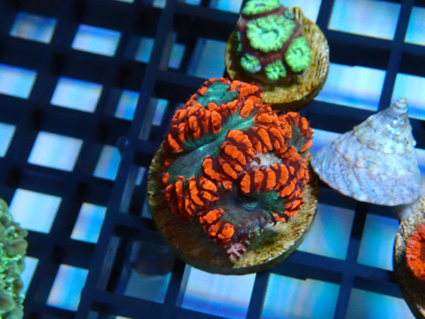 Monsoon Aquatics Blastomussa Frag