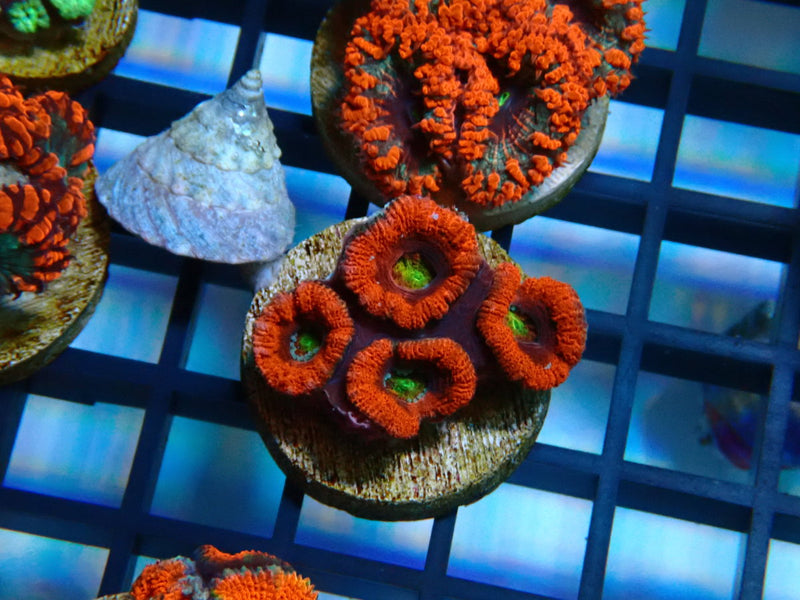 Monsoon Aquatics Acan Frag