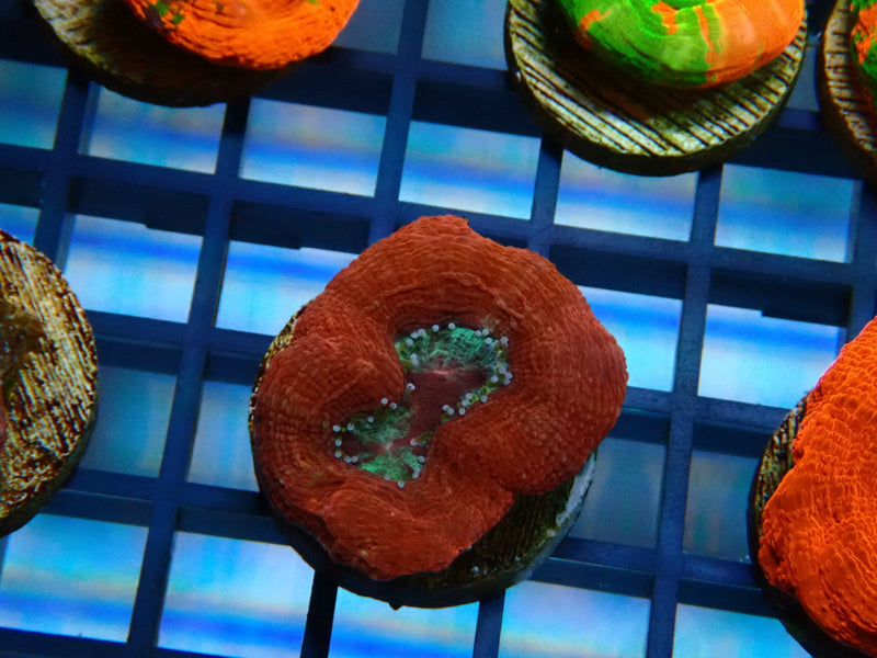 Monsoon Aquatics Bowerbanki Frag