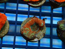 Monsoon Aquatics Bowerbanki Frag
