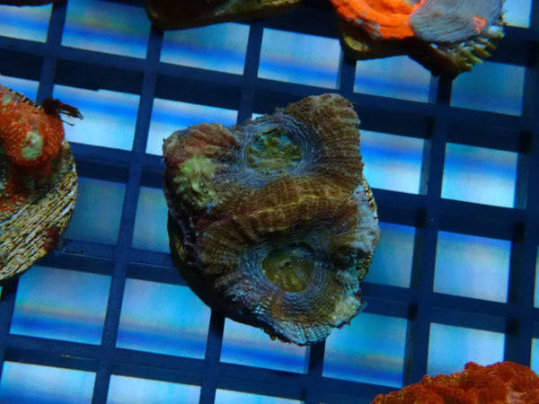 Monsoon Aquatics Bowerbanki Frag