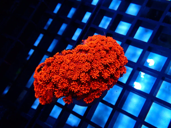 Red Goni Bright small