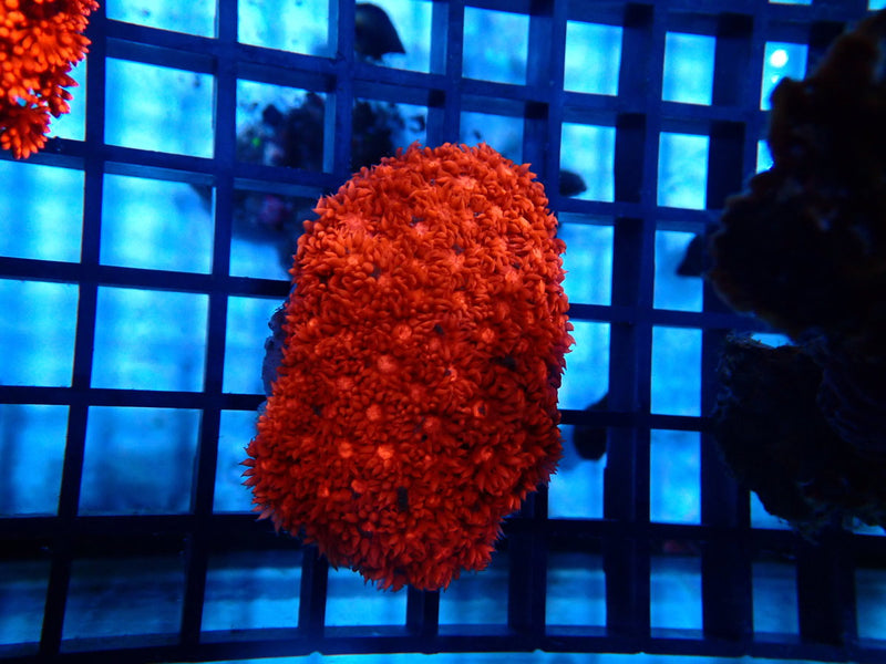 Red Goni Bright small