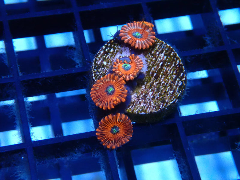 Magician Zoa
