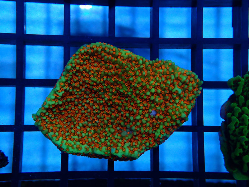 Montipora small