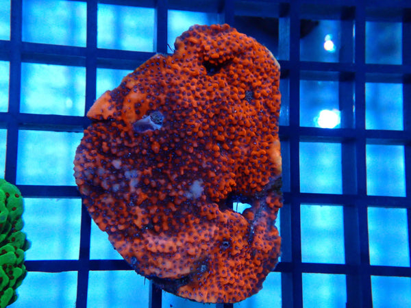 Montipora small