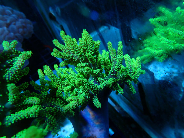 Sinularia sp. medium