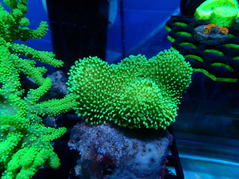 Leather Sacro medium bright