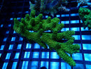 Acropora Clearance Piece