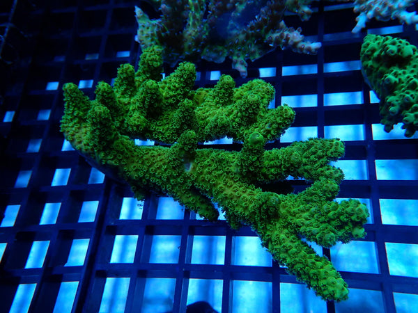Acropora Clearance Piece