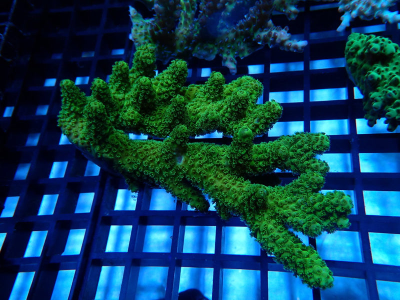 Acropora Clearance Piece