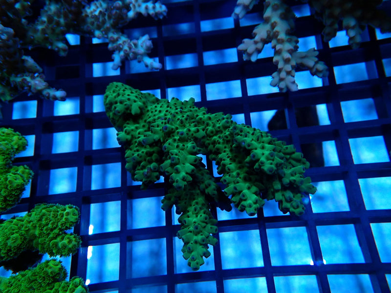 Acropora Clearance Piece