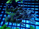 Acropora Clearance Piece