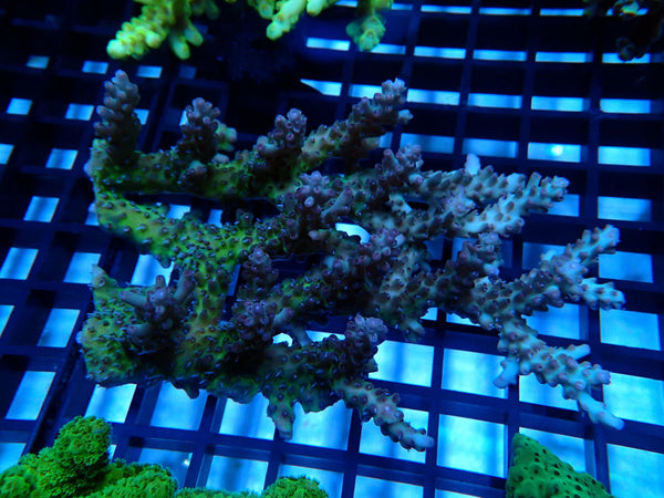 Acropora Clearance Piece