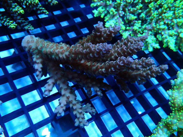 Acropora Clearance Piece