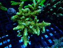 Acropora Clearance Piece