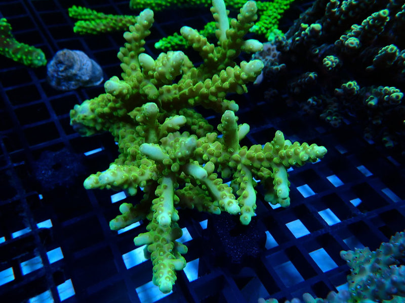 Acropora Clearance Piece
