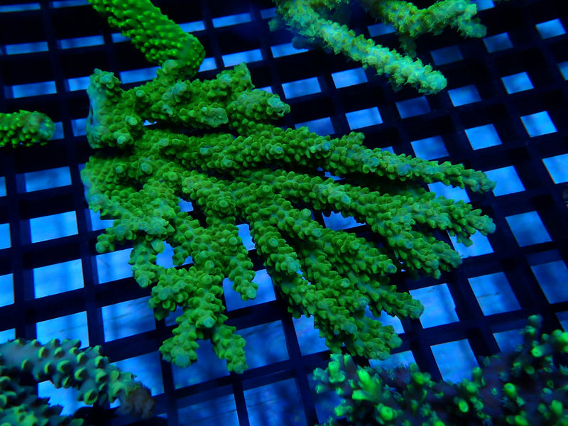 Acropora Clearance Piece