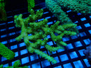 Acropora Clearance Piece