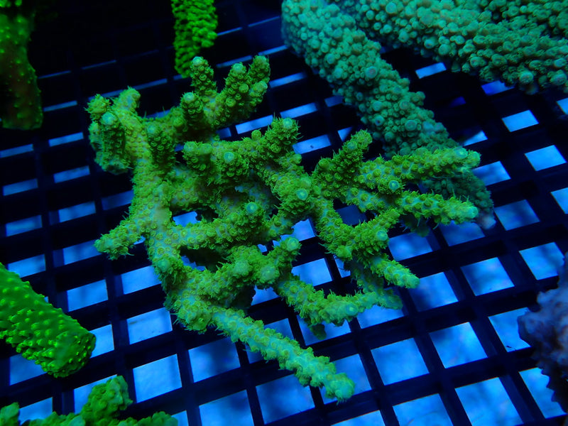 Acropora Clearance Piece