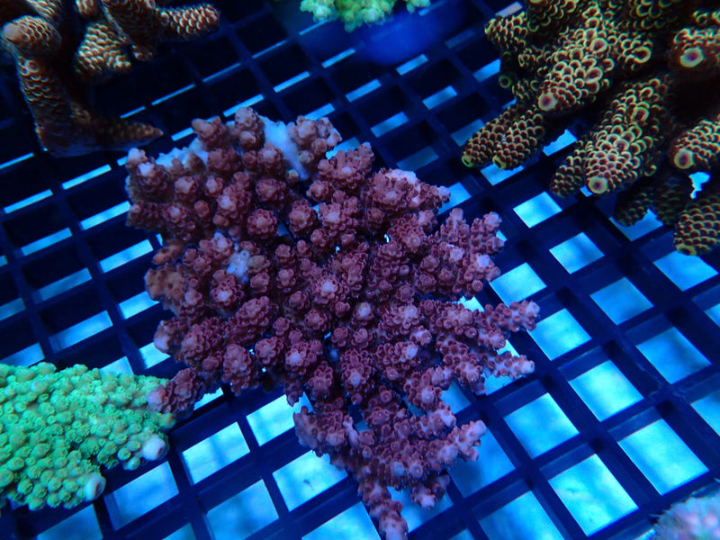 Acropora Clearance Piece