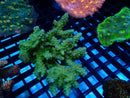 Acropora Clearance Piece
