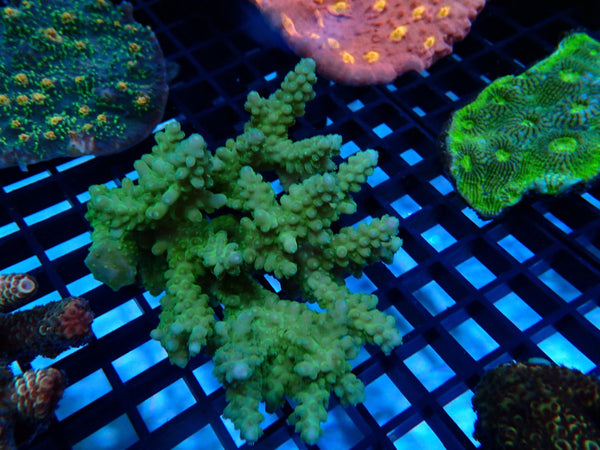 Acropora Clearance Piece