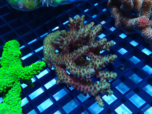 Acropora Clearance Piece