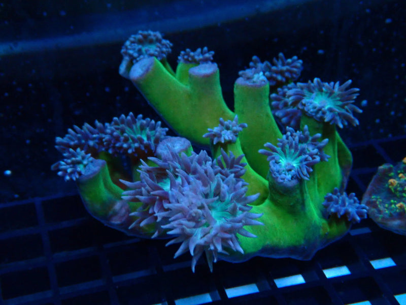 Mackay Duncan Finger Coral